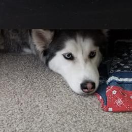 Siberian Huskies from Justins Huskies, Aluskies and Pomskis