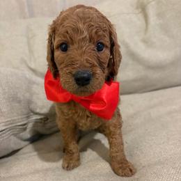 Visenya - Red  female Goldendoodle puppy in Richmond, Texas from Harper’s Heartbeats