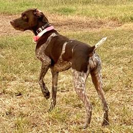 German Shorthaired Pointer All Grown Up from Michele Hierholzer