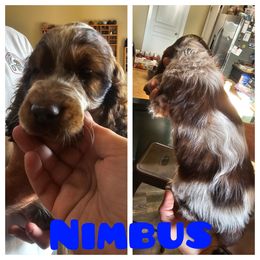 Nimbus - Tri-Roan male English Springer Spaniel puppy in Spokane, Washington from Prairie Lane Springer Spaniels