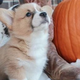 Pembroke Welsh Corgi Puppies from GLC Corgis