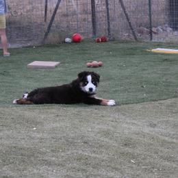 Chilli - Black tri-color female Australian Shepherd puppy in Sonoita, Arizona from Gardner Canyon Kennels