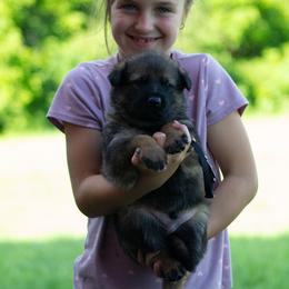 Boy 3 - male German Shepherd puppy in Lanesboro, Minnesota from Mid-Daylich Hotzaw