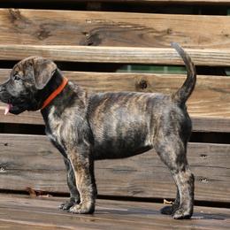 Orange Collar - Tiger female Perro de Presa Canario puppy in Pocahontas, Illinois from Cabeza Grande Kennel
