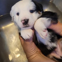 Remus - Black tri male Miniature American Shepherd puppy in Troy, Ohio from Wiggle Wags Miniature American Shepherds