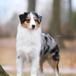 Riven - Australian Shepherd