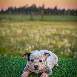 Grey collar - Blue speckled female Australian Cattle Dog puppy in Spokane, Washington from 4D Cattle Dogs