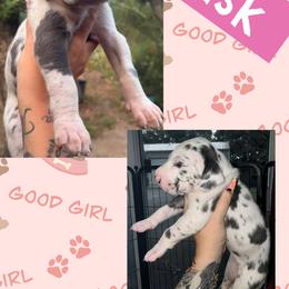 WISK - Harlequin female Great Dane puppy in Wellsville, New York from Prophecy Danes