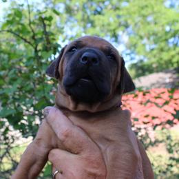 Male 3 - Rd whtn blk nose male Rhodesian Ridgeback puppy in Broussard, Louisiana from Karamojo Ridgebacks, Breeding Quality since 2012