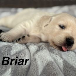 Briar - Light golden male Golden Retriever puppy in Piqua, Ohio from Golden’s of Remington Fields