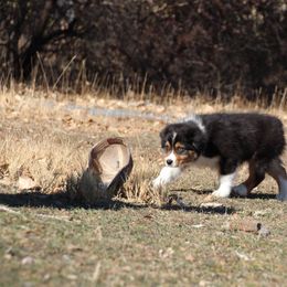 Thing - Black tri-color male Australian Shepherd puppy in Wheatland, Wyoming from Jorvik Australian Shepherds