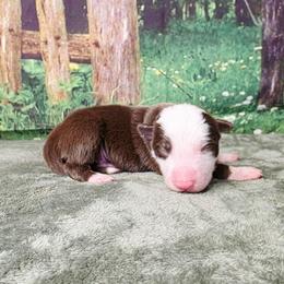 Bruce - White and red male Border Collie puppy in Avilla, Indiana from Borderline Kennels