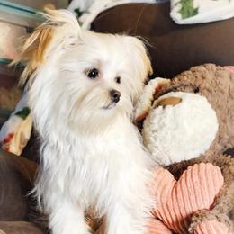 Caspian - White male Mi-Ki puppy in Toronto, Ohio from Shekinah’s Mi-Kis & Cricket Hill’s Westies