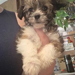Poppi - Parti female Yorkipoo puppy in West Enfield, Maine from GRIFFEY'S SPA AND KENNEL