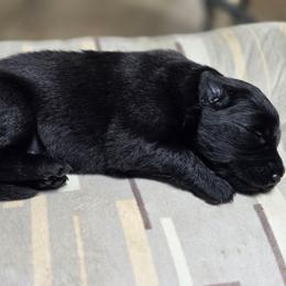 Auren - Black female German Shepherd puppy in Altoona, Florida from Blue Line Shepherds