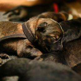 Black collar (Bandit) - Sable male German Shepherd puppy in Hermitage, Pennsylvania from Shepherds of the Hundred Acres