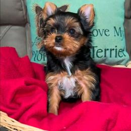Buster - Black and tan male Yorkshire Terrier puppy in Salem, Missouri from Tiny Tot Yorkies