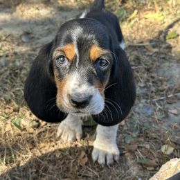 Tan Collar male - Black brown and white male Basset Hound puppy in Lindley, New York from Hill Top Basset Hounds & Cane Corso