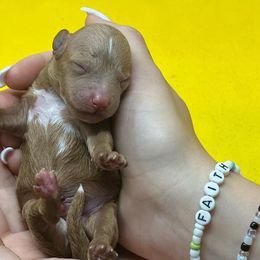 Goldendoodle Puppies from Golden Coast Doodles