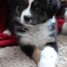 Australian Shepherds from Lori's Australian Shepherds