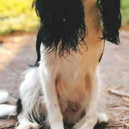 Cavalier King Charles Spaniels from Huntsman Cavaliers