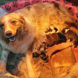 Australian Shepherds from Aussies of Hunt Farm