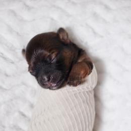 Green Collar - Parti male Yorkshire Terrier puppy in Las Vegas, Nevada from Plush Toy Poodle Puppies & Pals