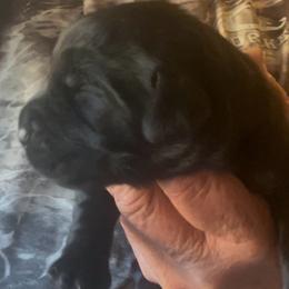 Second pick black female - Black female Labrador Retriever puppy in Louisiana from Fetchmoore’s Labrador Retrievers
