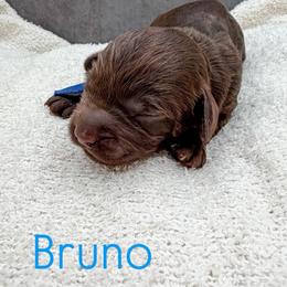 Bruno - Chocolate male Australian Labradoodle puppy in Denton, Texas from Liberty Hill Labradoodles