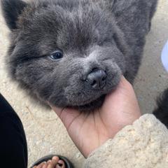 Chow Chow Puppies from Darling Chows