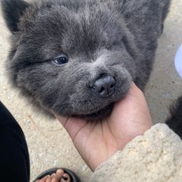 Chow Chow Puppies from Darling Chows