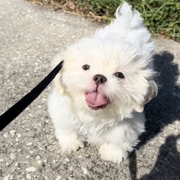 Shih Tzu Puppies from Prescious Shih Tzu’s