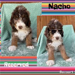 Nacho - Chocolate merle male Bernedoodle puppy in Godwin, North Carolina from Farm Sweet Farm Doodles