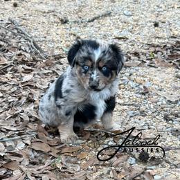 Joel - male Miniature Australian Shepherd puppy in Lumberton, Mississippi from Talowah Aussies