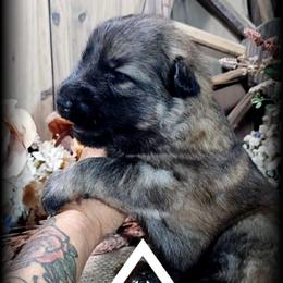 Sarge - Sable male German Shepherd puppy in Sequim, Washington from German Shepherd Haus