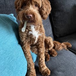 Basil - Australian Labradoodle
