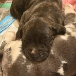 Bug - Brindle female Great Dane puppy in Somerset, Ohio from Quarter Creek Danes