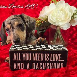 AKC Gizmo -Parents DNA- 3,800 - Fawn (isabella) and cream male Dachshund puppy in Kansas City, Missouri from Divine Doxies LLC