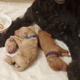 Poodle Puppies from Deborah Busch Poodles