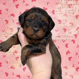 Confetti - Black and tan female Yorkipoo puppy in Coshocton, Ohio from Forever Family Puppies