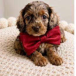 Moose - Merle male Cockapoo puppy in Anderson, South Carolina from Cackalacky Companions