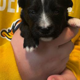 Boy 2 - male Nenets Herding Laika puppy in Rockville, Maryland from Skais the Limit