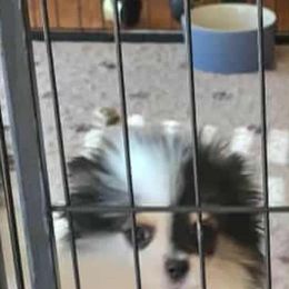 Boy 1 - Tri-colored male Pomeranian puppy in Meherrin, Virginia from Traveling Poms