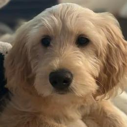 Aussiedoodles, Australian Mountain Doodles, and Goldendoodles from Classic City Doodles
