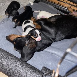 Dachshund Puppies from High Mountain Dachshunds