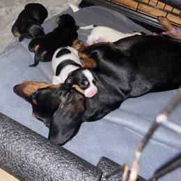 Dachshund Puppies from High Mountain Dachshunds