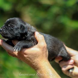Knight - Black brindle male Cane Corso puppy in Cable, Ohio from Americana Cane Corso