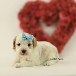 Confetti (Light Blue) - Blenheim female Cavapoo puppy in Republic, Missouri from Red Skye Puppies