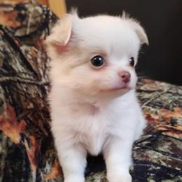 Blaze - White male Chihuahua puppy in Wayland, Michigan from MI Chihuahua