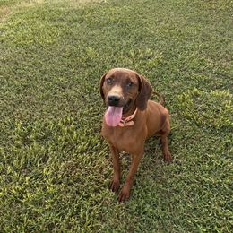 Anne - Redbone Coonhound